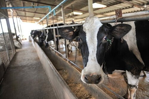 Building the Perfect Shed for Your Livestock