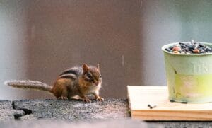 how to vermin proof a shed
